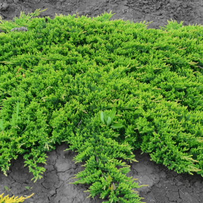 Jalovec rozprostřen /koberec/ Prince of Wales, v květináči 30/40 cm Juniperus horizontalis Prince of Wales